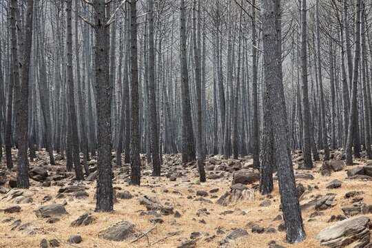 Burned Stone or Umbrella Pines (Pinus pinea) after a forest fire, Sierra Bermeja, M&aacute;laga Province, Andalusia, Spain