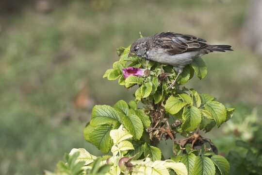 House sparrow (Passer domesticus), Langeoog, Lower Saxony, Germany