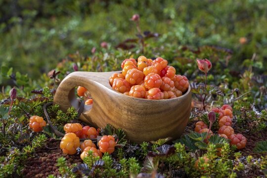 Cloudberries (Rubus chamaemorus) in a wooden cup, Finnmark, Lapland, Alta, Norway