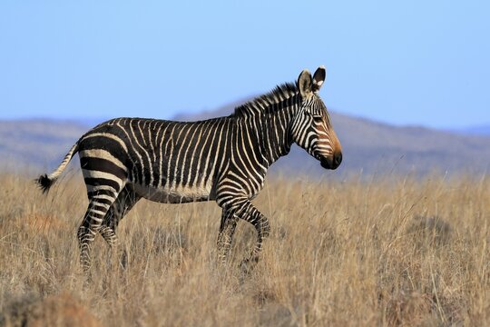 Cape Mountain Zebra (Equus zebra zebra), adult, running, foraging, Mountain Zebra National Park, Eastern Cape, South Africa