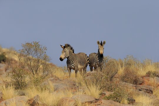 Hartmann's mountain zebra (Equus zebra hartmannae), adult, pair, alert, foraging, Tswalu Game Reserve, Northern Cape, South Africa