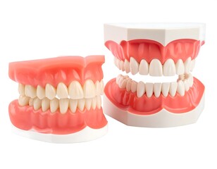 Obraz premium Two jaw models showcasing teeth; pink gums, white teeth, and an open bite