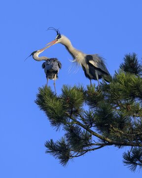 Grey heron (Ardea cinerea), two squabbling herons in a pine tree, blue sky, biosphere area, Swabian Alb, Baden-W&uuml;rttemberg, Germany