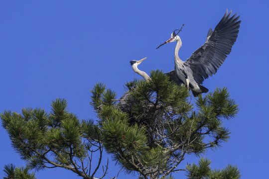 Grey heron (Ardea cinerea), passing twig to its mate for nest building in a pine tree, blue sky, biosphere reserve, Swabian Alb, Baden-W&uuml;rttemberg, Germany