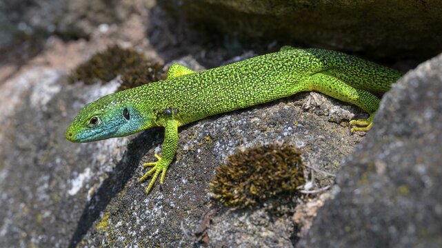 Western green lizard (Lacerta bilineata), sunbathing on a dry stone wall, tick infestation, T&uuml;bingen, Baden-W&uuml;rttemberg, Germany