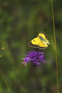 Postillon, also dark clouded yellow (Colias croceus), Large Postilion, Yellow Postilion, Wandering Yellow or Orange-red Clover Butterfly, Syn. : C. edusa, in flight on widow's-flower, Hesse, Germany