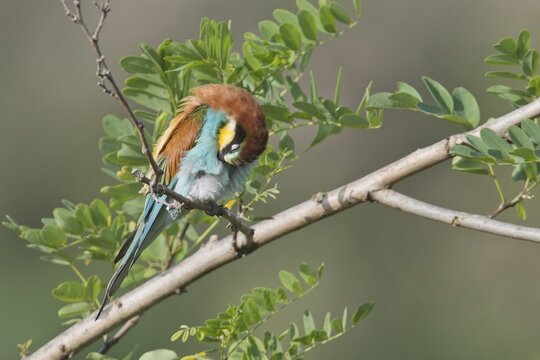 European bee-eater (Merops apiaster), Rhineland-Palatinate, Germany