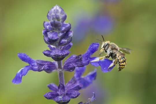 European wool carder bee (Anthidium manicatum) on sage (Salvia), Emsland, Lower Saxony, Germany