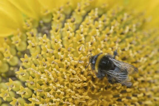 Large earth bumblebee (Bombus terrestris) on sunflower (Helianthus annuus), Emsland, Lower Saxony, Germany