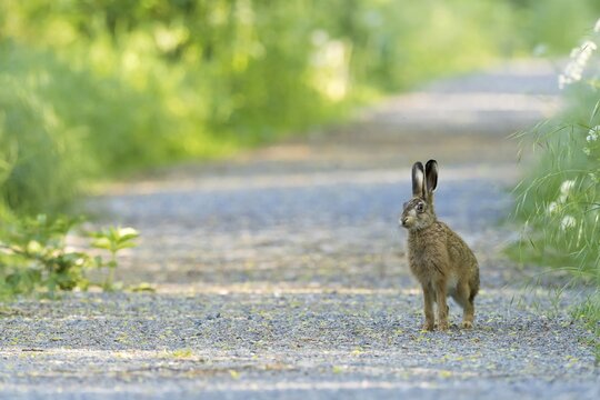 European hare (Lepus europaeus) on field path, Meerbruchwiesen, Steinhuder Meer, Lower Saxony