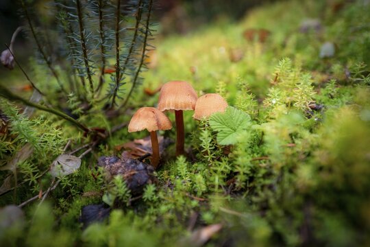 Helminth (Mycena), three mushrooms in moss, Canada