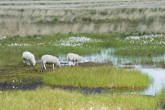 Sheep (Ovis gmelini aries) in the moor, Emsland, Lower Saxony, Germany