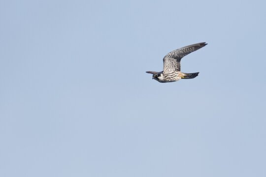 Eurasian Hobby (Falco subbuteo) flying, Emsland, Lower Saxony, Germany