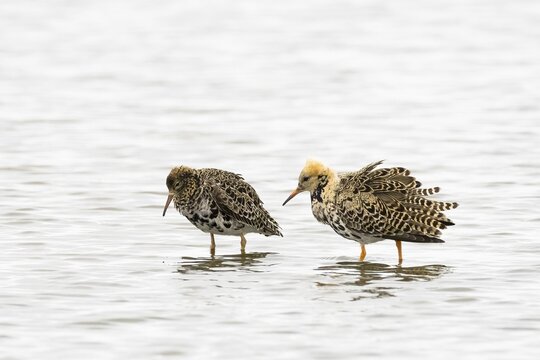 Ruff (Philomachus pugnax), courtship behaviour, Texel, North Holland, Netherlands