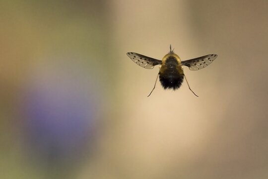 Spotted woolly hawk moth (Bombylius discolor), flying, Hesse, Germany