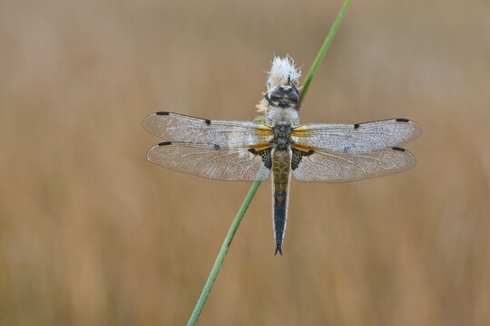 Four-spotted chaser (Libellula quadrimaculata), Emsland, Lower Saxony, Germany