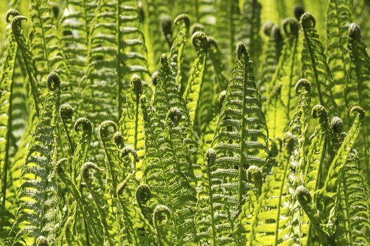 Fern, Wurmfarn (Dryopteris filix-mas), detail, Baden-W&uuml;rttemberg, Germany