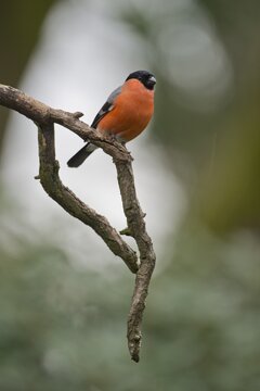 Eurasian bullfinch (Pyrrhula pyrrhula), Emsland, Lower Saxony, Germany