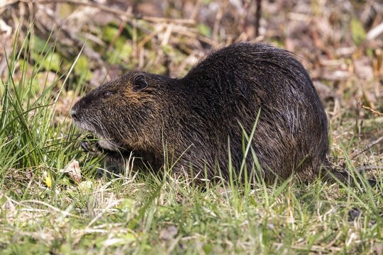 Nutria (Myocastor coypus), also known as nutria, eating grass, Baden-W&uuml;rttemberg, Germany