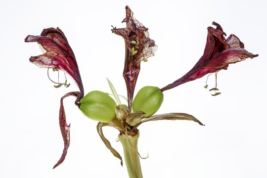 White background, studio shot, red amaryllis, wilted flower (Amaryllidaceae), Baden-W&uuml;rttemberg, Germany