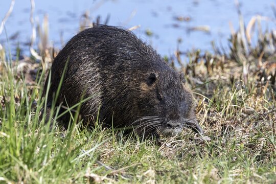 Nutria (Myocastor coypus), also nutria, Baden-W&uuml;rttemberg, Germany