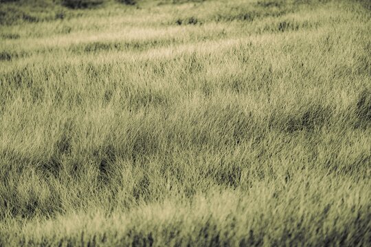 Dune Landscape, Rantum, Sylt Island, Germany