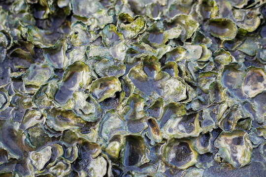 Closeup view of clustered oyster shells coated with green algae and seawater in a shallow tide pool on a rocky coastal shore, organic texture, layered pattern and marine intertidal habitat.