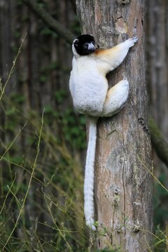 Crowned sifaka (Propithecus coronatus), adult, captive, on tree, Madagascar, lemurs, prosimians, primates