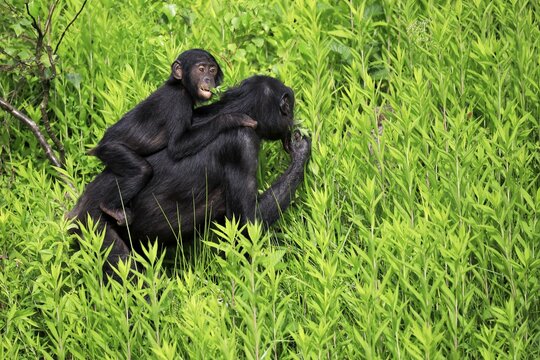 Bonobo (Pan Paniscus), bonobo, adult, female, mother, young, on mother's back, feeding, social behaviour, on ground, captive, Congo