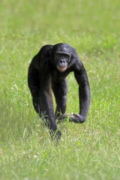 Bonobo, pygmy chimpanzee (Pan Paniscus), adult, runs, captive, Congo