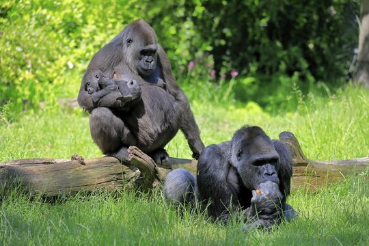Western gorilla (Gorilla gorilla), adult, female, mother, young, baby, social behaviour, carries young in hand, male, captive, western Africa