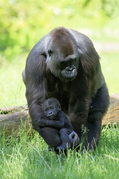 Western gorilla (Gorilla gorilla), adult, female, mother, young, baby, social behaviour, carries young in hand, captive, western Africa