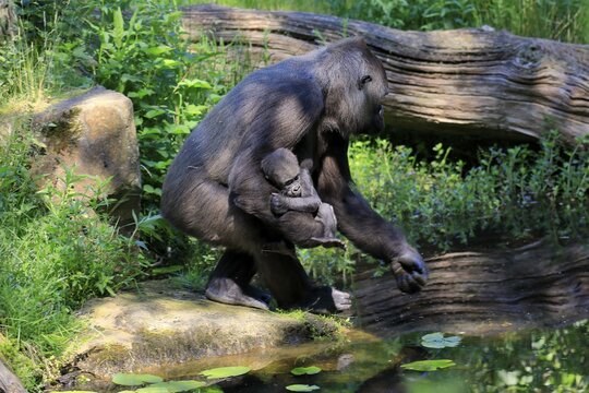 Western gorilla (Gorilla gorilla), adult, female, mother, young, baby, social behaviour, carries young in hand, by water, captive, western Africa