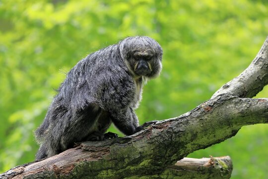 White-faced saki (Pithecia pithecia), adult, on tree, female, captive
