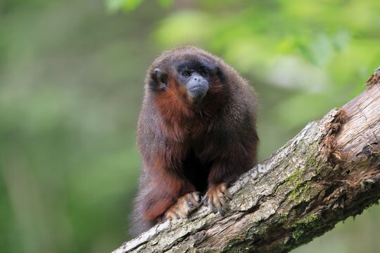 Red-bellied titi (Callicebus moloch), adult, captive, Brazil