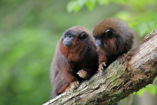 Red red-bellied titi (Callicebus moloch), adult, two animals, captive, Brazil