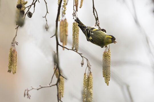 Eurasian siskin (Carduelis spinus) eats seeds of the black alder (Alnus glutinosa)