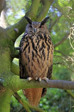 Eurasian eagle-owl (Bubo bubo), adult perch, Rimavska Sobota, Slovak Republic