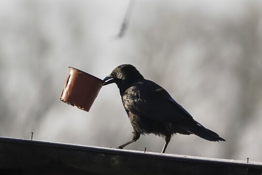Carrion crow (Corvus corone corone), with plastic cup in beak, Hesse, Germany