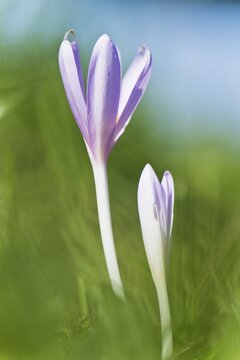 Meadow saffron (Colchicum autumnale), Wollmatinger Ried, Baden-W&uuml;rttemberg, Germany