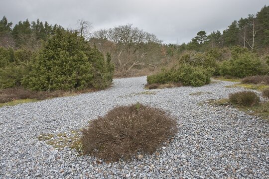 Flintstones and common juniper (Juniperus communis), Jasmund National Park, R&uuml;gen, Germany