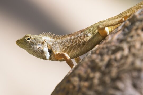 Oriental garden lizard (Calotes versicolor), female, Phan Thiet, Vietnam