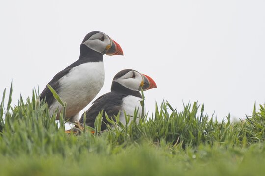 Puffin (Fratercula arctica), Skomer Island, Wales, Great Britain