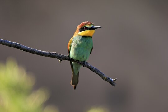 Bee-eater, European bee-eater (Merops apiaster), adult, perch, alert, Rhineland-Palatinate, Germany