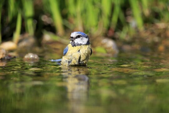 Blue tit (Cyanistes caeruleus), adult, bathing, in water, garden pond, Rhineland-Palatinate, Germany