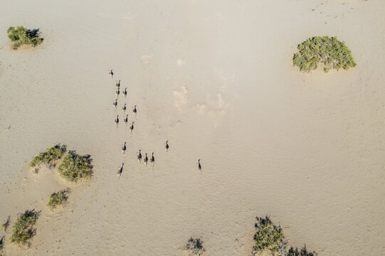 Springbok (Antidorcas marsupialis), at a sandy desert plain in the vicinity of the Hoanib river, aerial view, drone shot, Damaraland, Kunene Region, Namibia