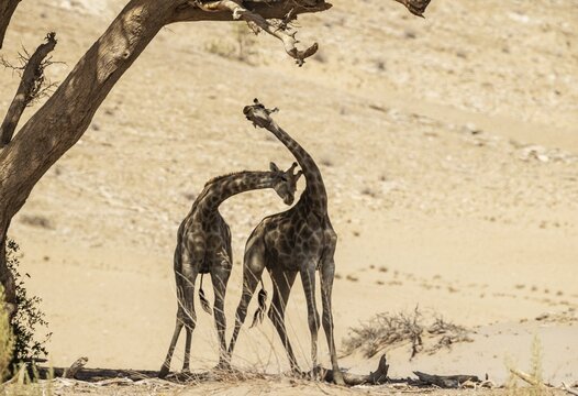 Angolan Giraffe (Giraffa giraffa angolensis), young bulls, quarrel in the shade of an acacia tree at the edge of the dry Hoanib river bed, Damaraland, Kunene Region, Namibia