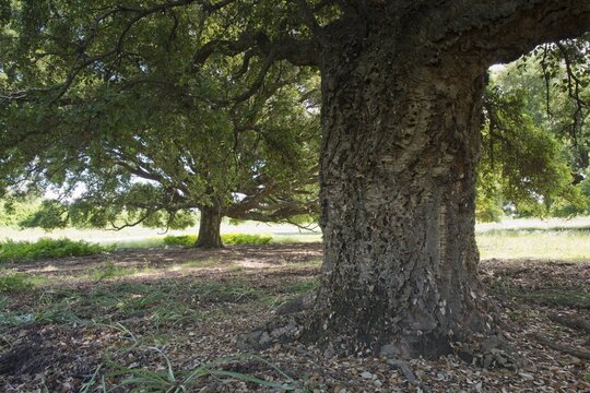 Cork oak (Quercus suber), Aleria, Corsica, France