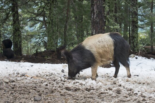 Feral Domestic Pig (Sus scrofa), Corsica, France