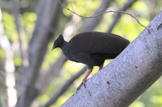 Orange-footed scrubfowl (Megapodius reinwardt), Darwin, Australia